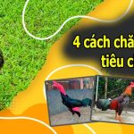 4 Cách Chăm Gà Chọi Và Những Hướng Dẫn Chi Tiết Từ Sư Kê