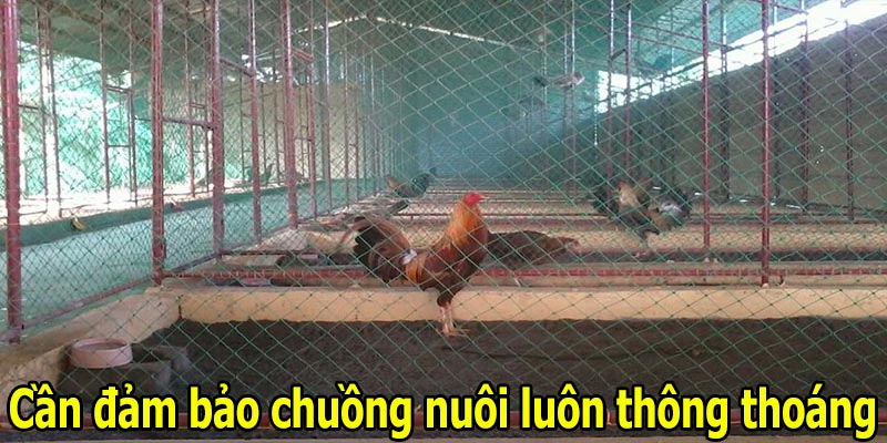 Cần đảm bảo chuồng nuôi luôn thông thoáng