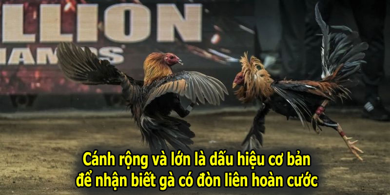 Cánh rộng và lớn là dấu hiệu cơ bản để nhận biết gà có đòn liên hoàn cước