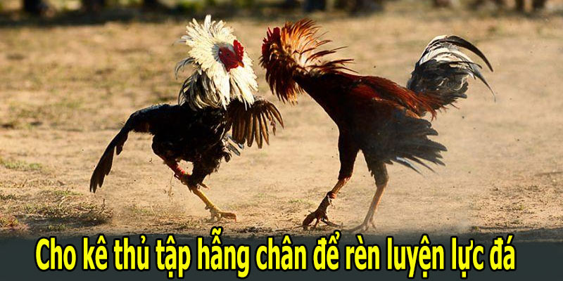 Cho kê thủ tập hẫng chân để rèn luyện lực đá