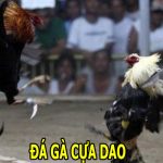 Đá Gà Cựa Dao - Hình Thức Thi Đấu Độc Đáo Trên Sảnh Cược