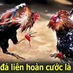 Đòn Đá Liên Hoàn Cước Và 4 Dấu Hiệu Để Nhận Biết Chuẩn Xác
