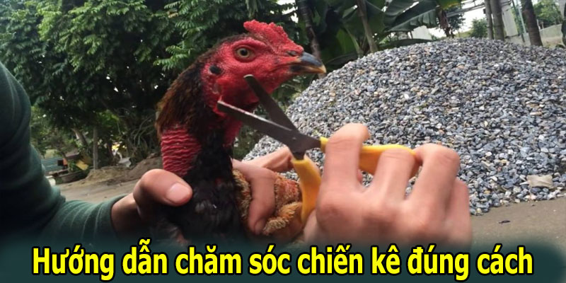 Hướng dẫn chăm sóc chiến kê đúng cách