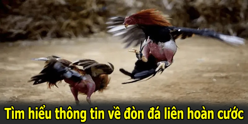 Tìm hiểu thông tin về đòn đá liên hoàn cước