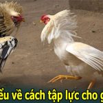 4 Cách Tập Lực Cho Gà Chọi Giúp Nâng Cao Thể Lực Hiệu Quả
