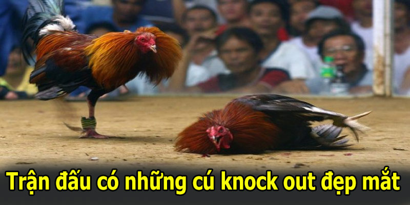 Trận đấu có những cú knock out đẹp mắt